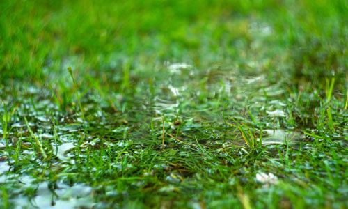 Green Grass Flooded With Rain.summer Rain.rectangular Background With Wet Grass.flooding In The Fields.